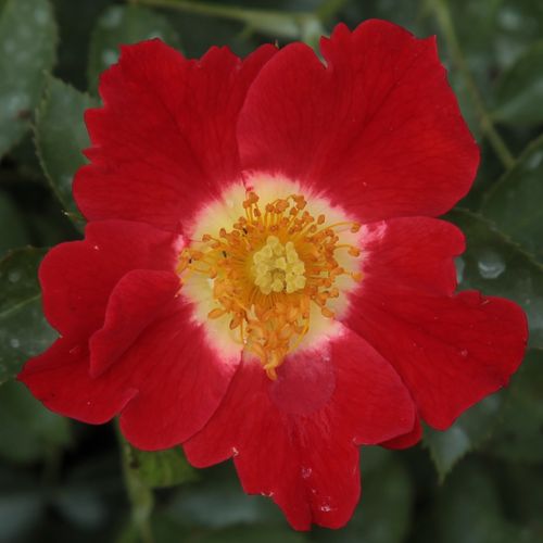 Vendita, rose rose floribunde - rosso - bianco - Rosa Eye Paint™ - rosa dal profumo discreto - Samuel Darragh McGredy IV. - Consigliato per siepi e bordi.